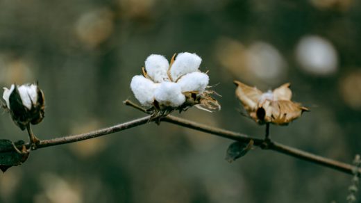 fleur-de-coton